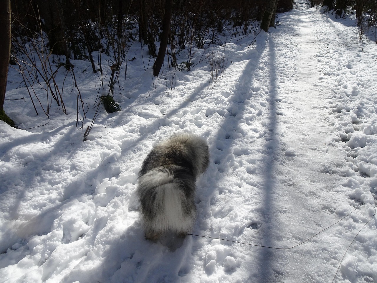 Keeshond looking at the camera