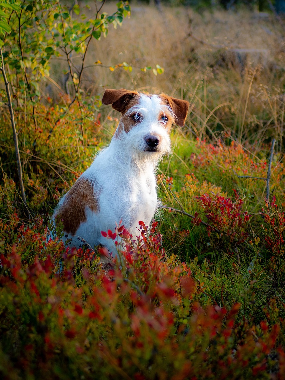 Kromfohrländer walking in nature