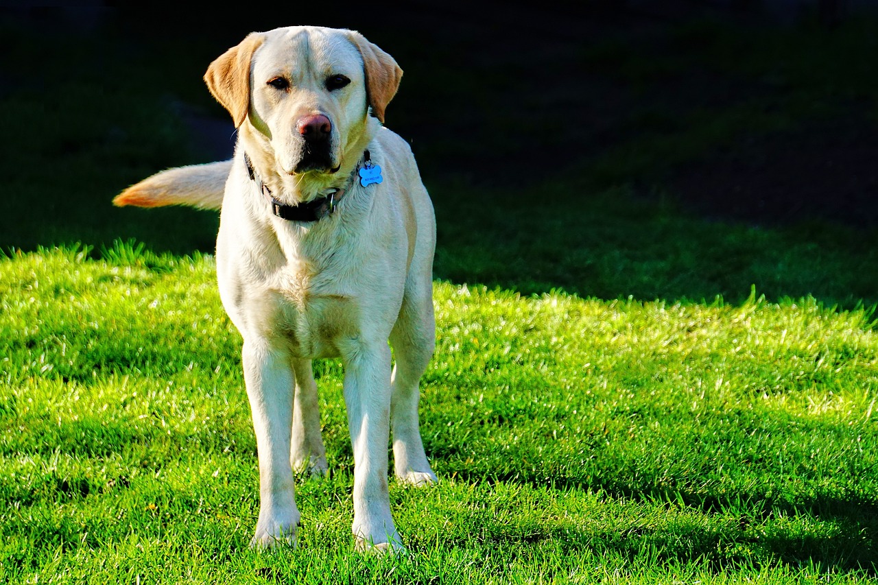 Labrador Retriever running