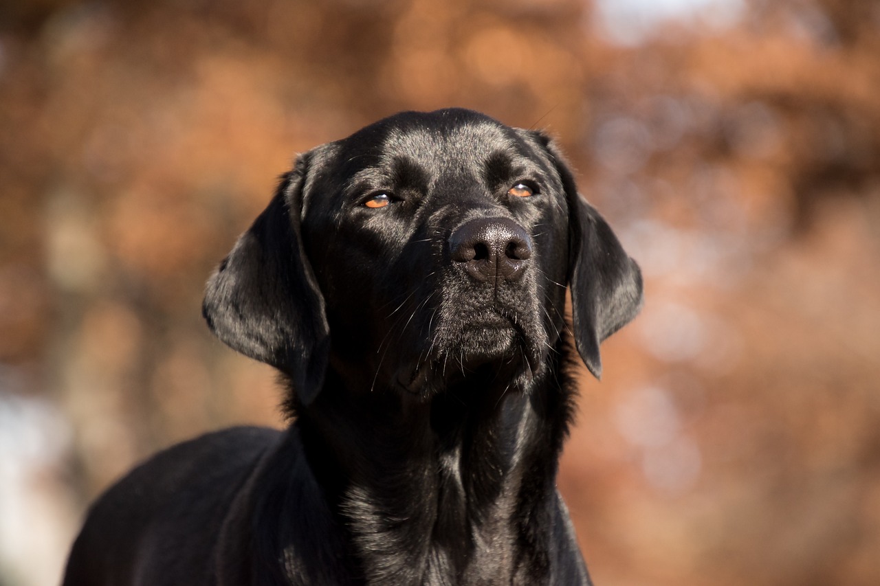 Labrador Retriever by the water