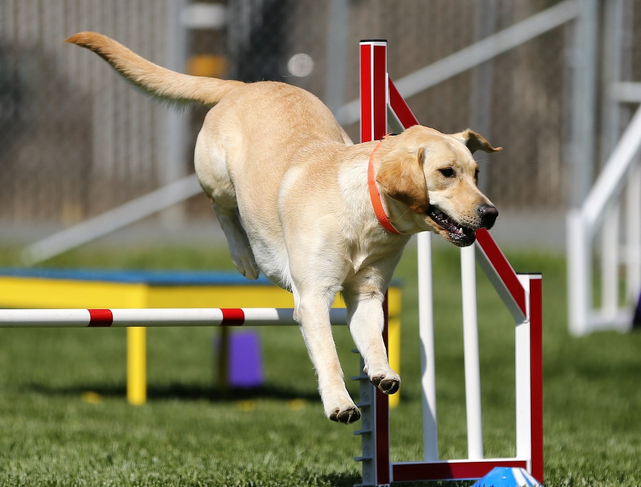 Labrador Retriever sitting