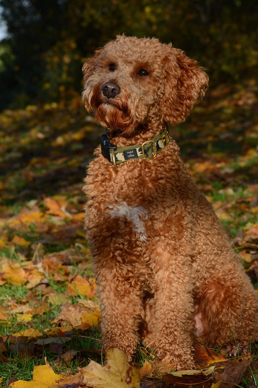 Lagotto Romagnolo close-up portrait