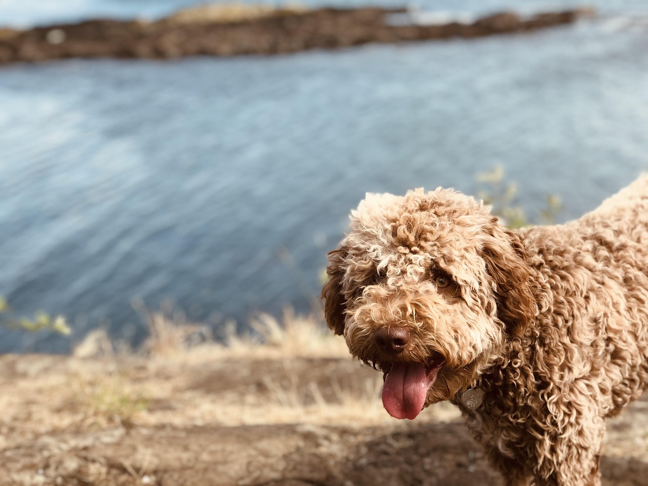 Lagotto Romagnolo sitting and looking up