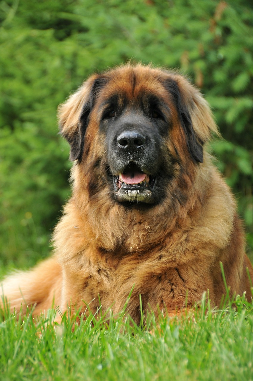 Leonberger