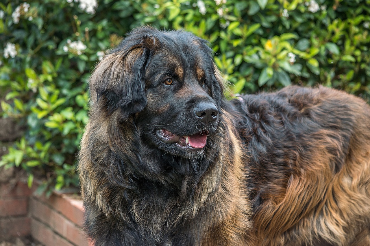 Leonberger close-up