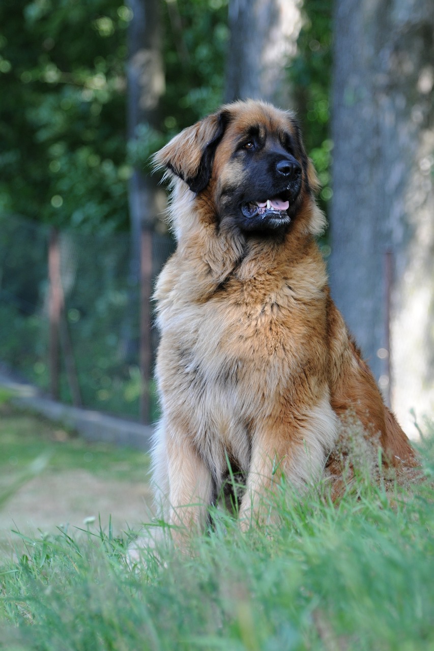 Leonberger walking