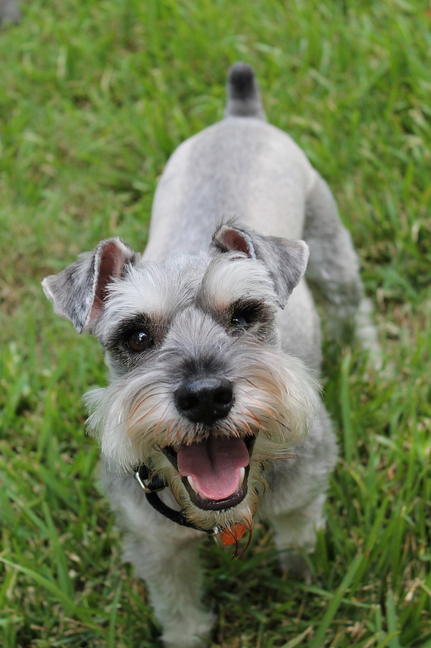 Miniature Schnauzer with trimmed beard and eyebrows