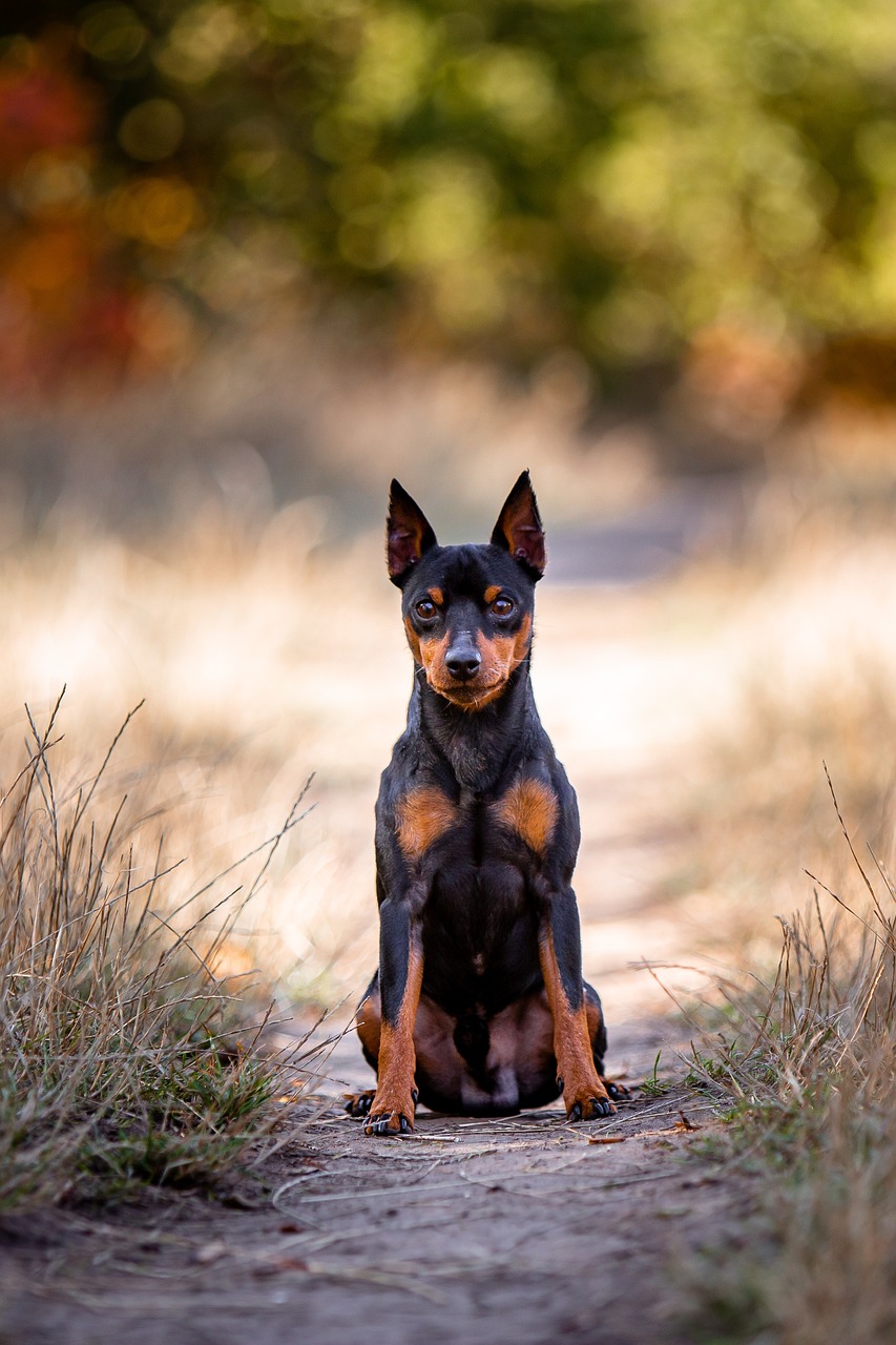 Miniature Pinscher