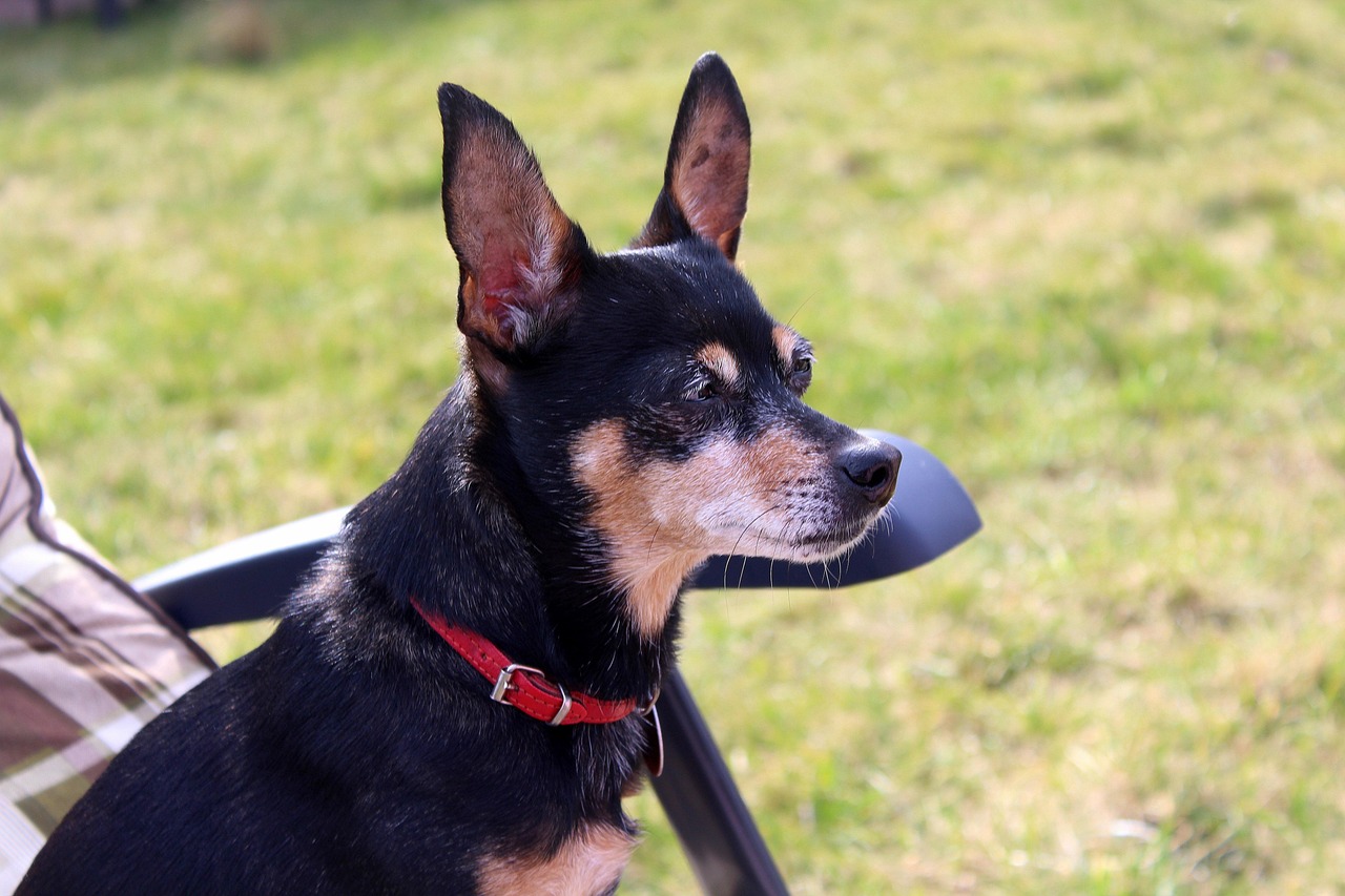 Miniature Pinscher looking up outdoors