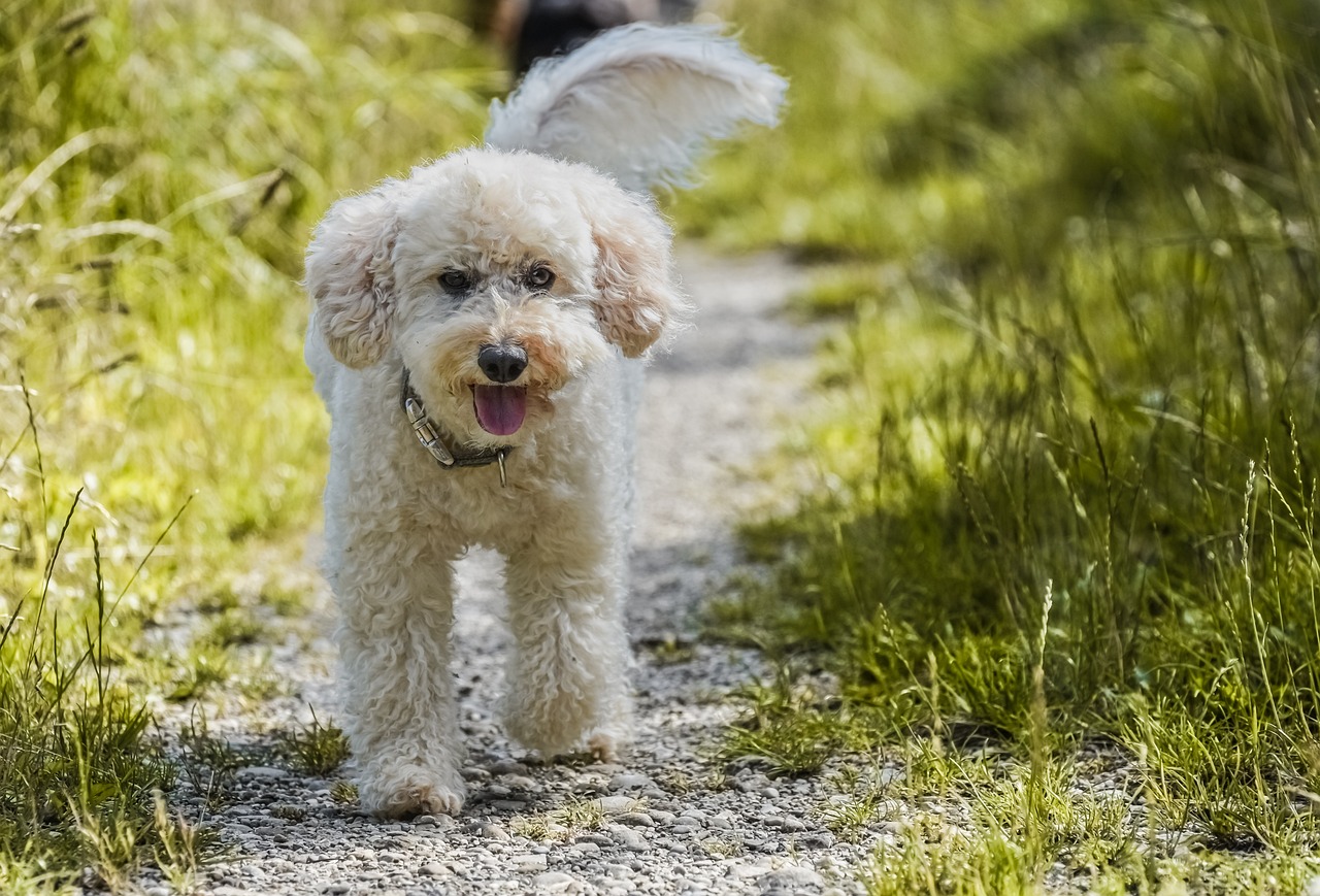 Poodle resting indoors