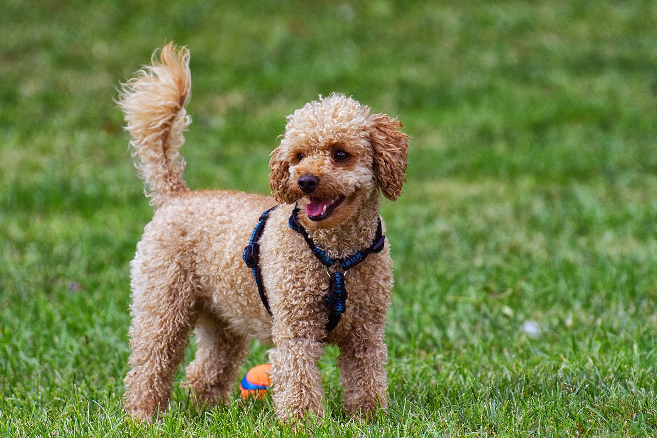 Standard Poodle standing by water