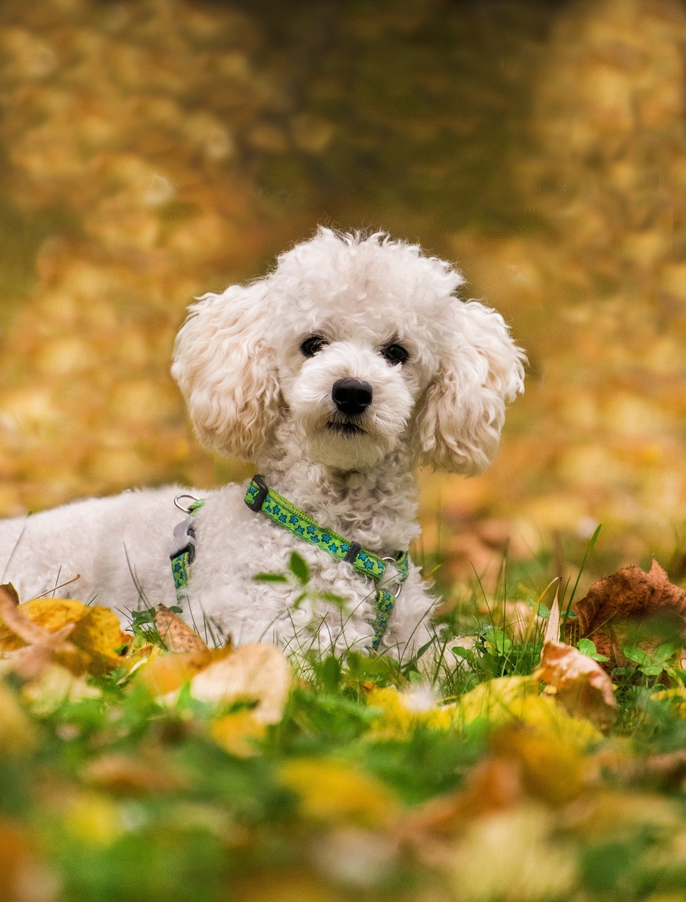 Toy Poodle standing on a path