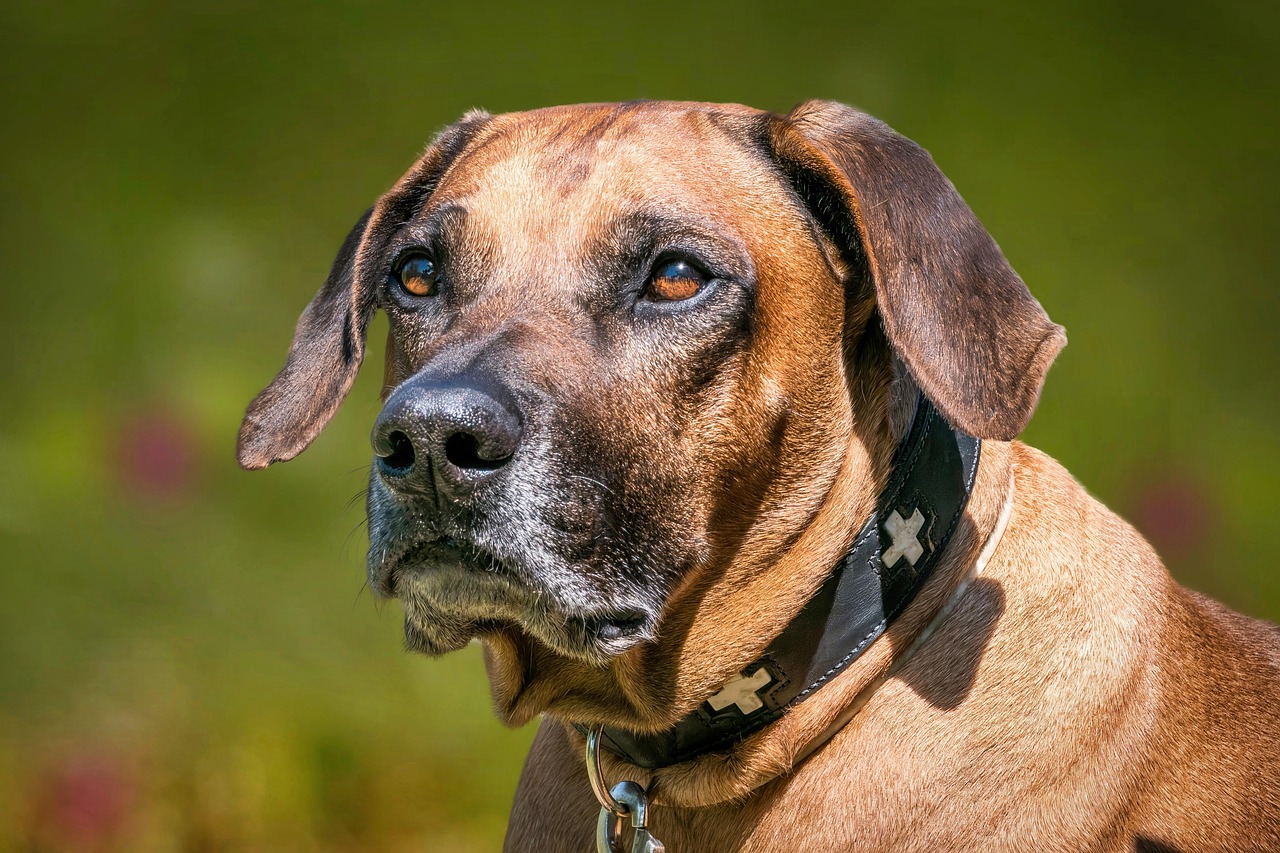 Rhodesian Ridgeback relaxing