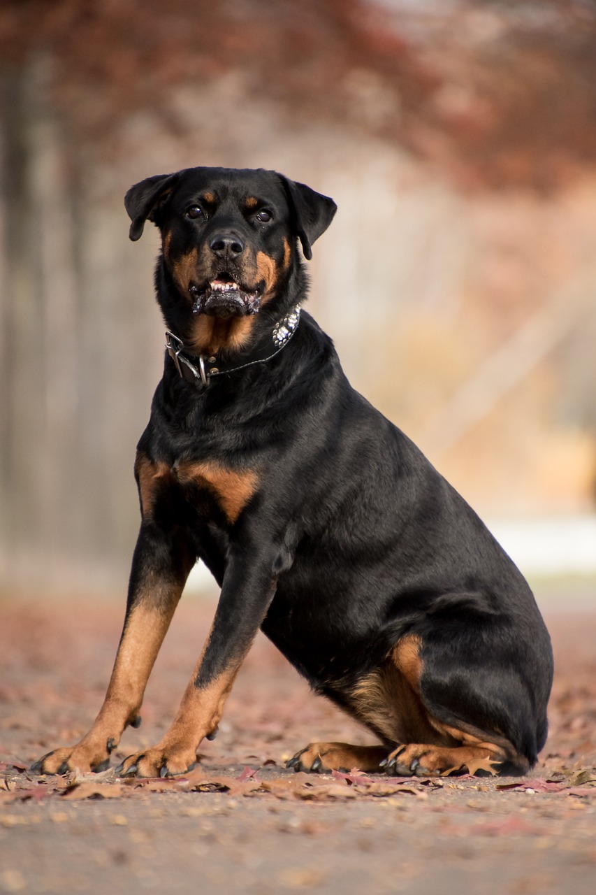 Rottweiler