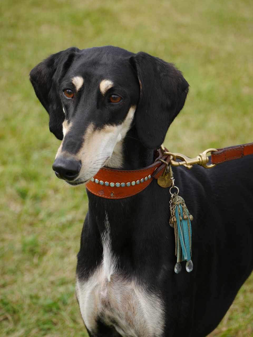 Saluki