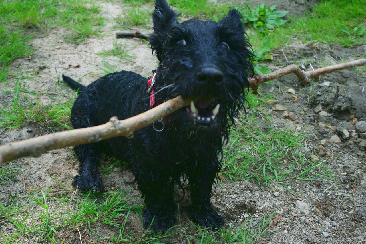 Scottish Terrier