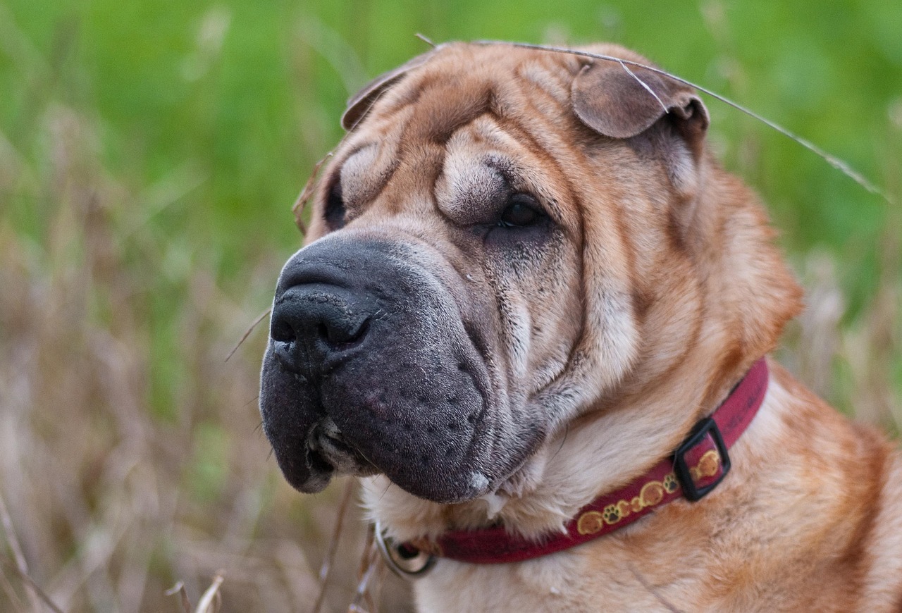 Shar Pei