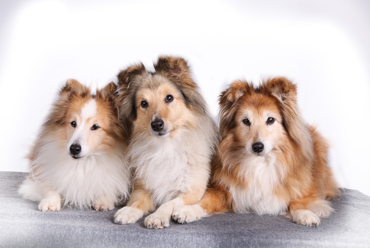 Shetland Sheepdog portrait with long coat