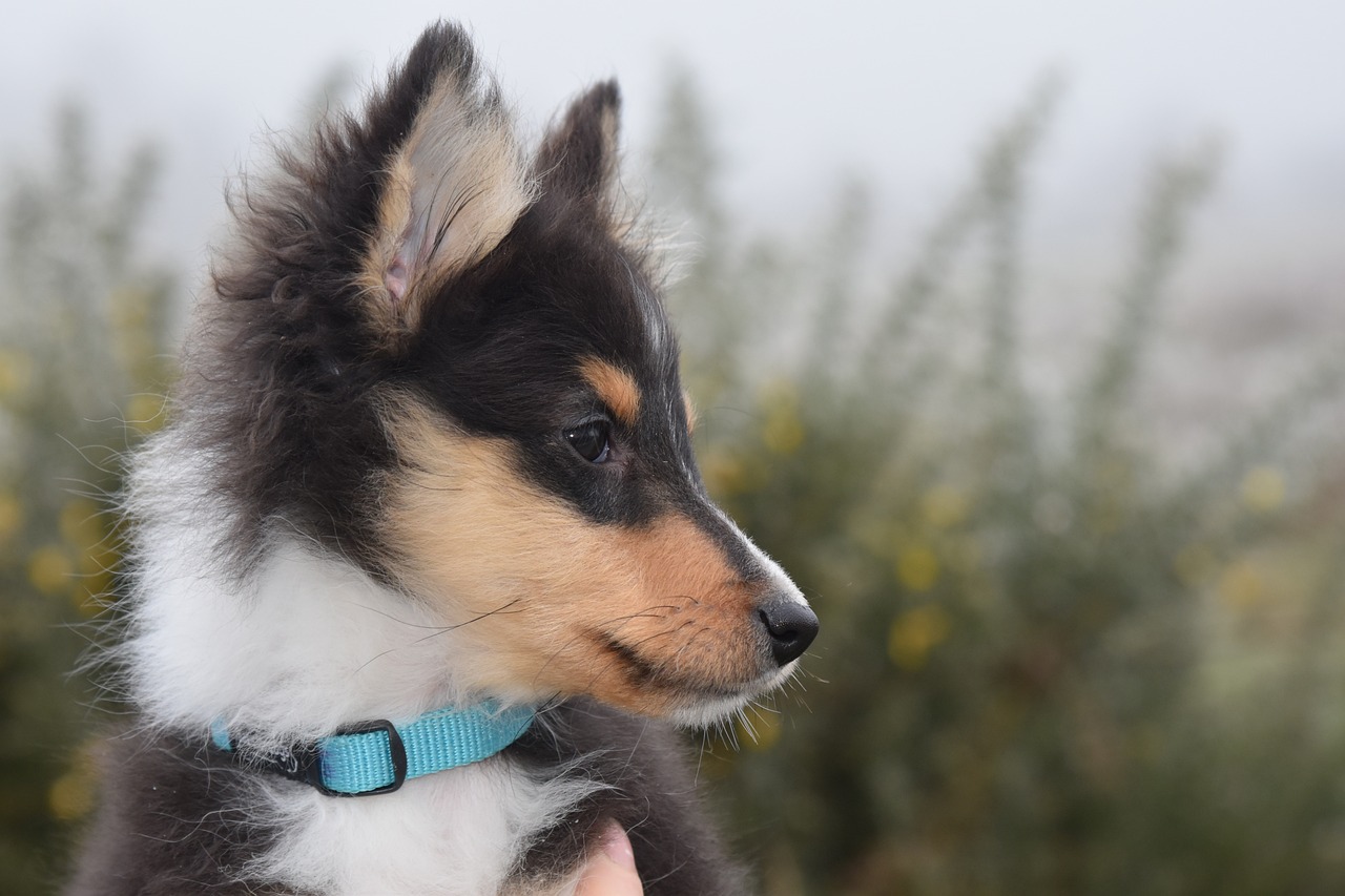 Shetland Sheepdog running outdoors