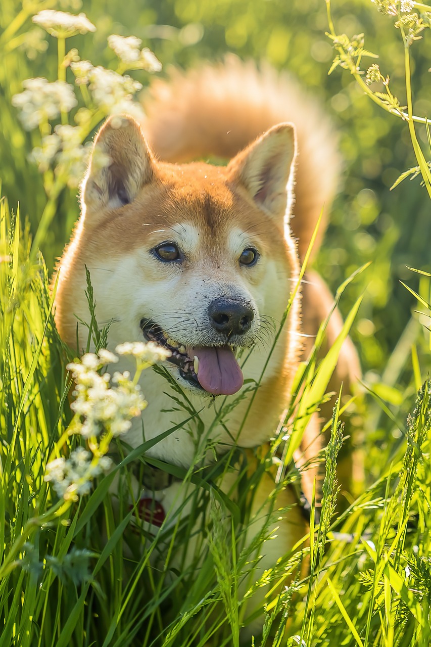 Shiba Inu