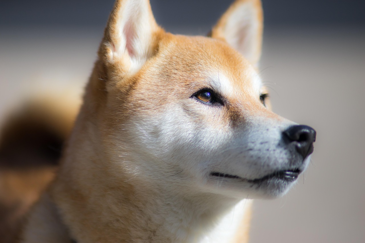 Close-up portrait of a Shiba Inu