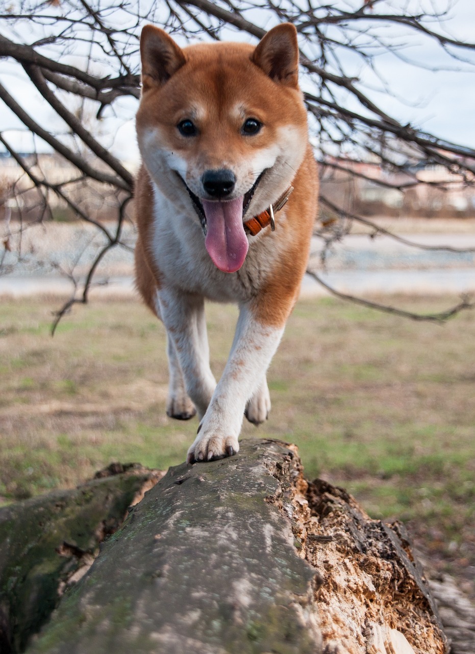 Shiba Inu running outdoors