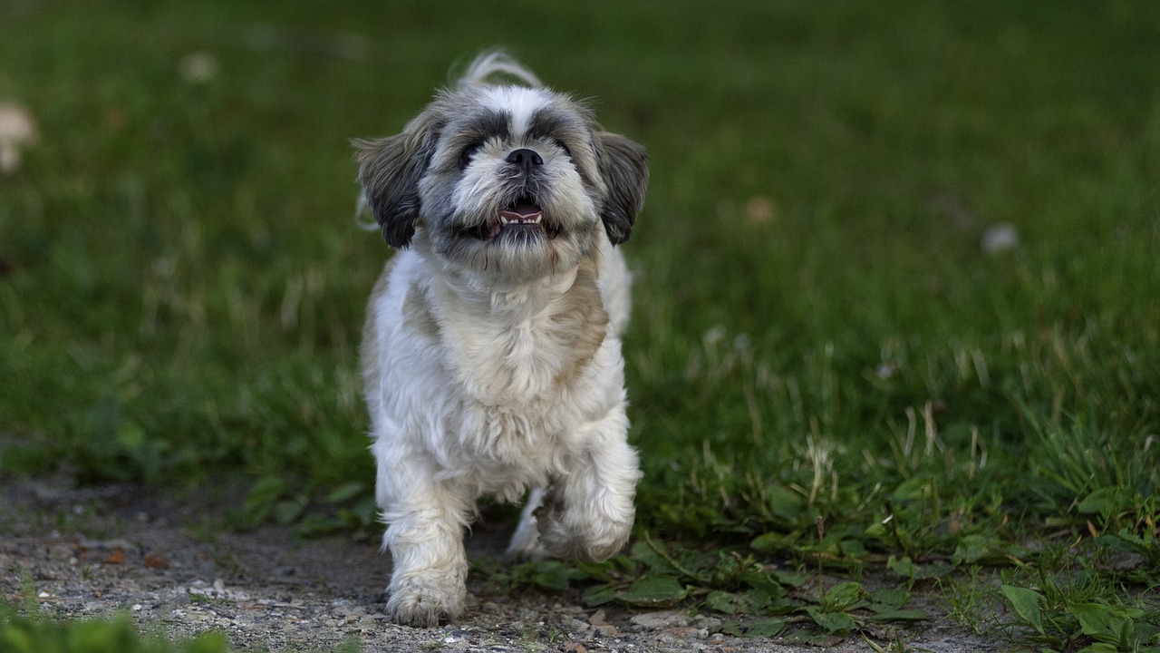 Shih Tzu