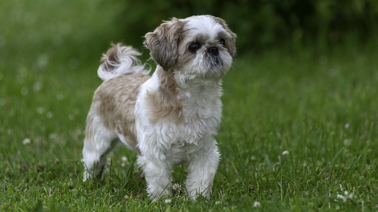 Shih Tzu walking outdoors