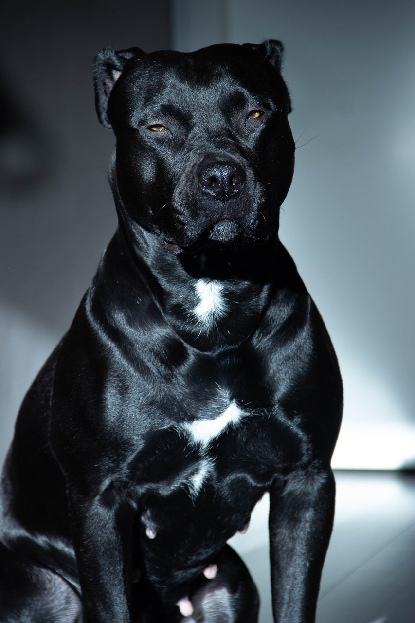 Staffordshire Bull Terrier sitting and looking up