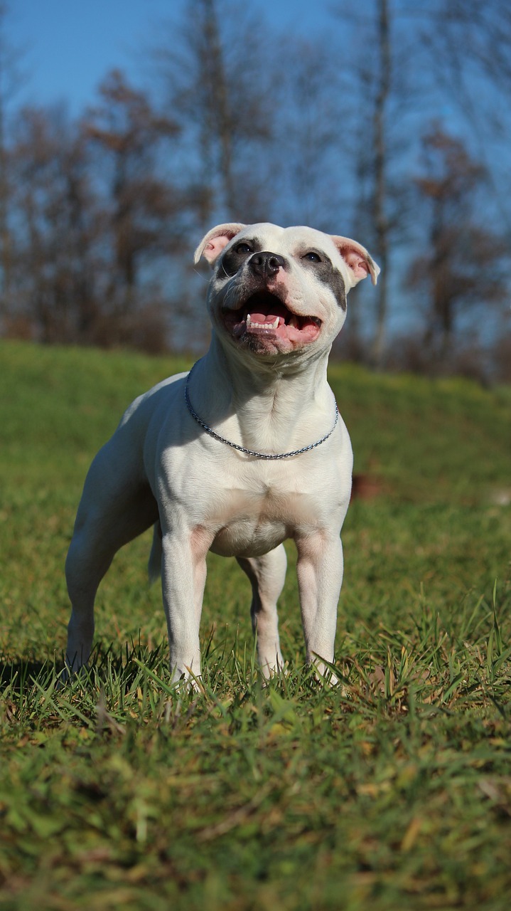 Staffordshire Bull Terrier relaxing on the ground