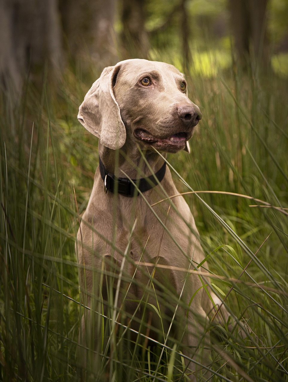 Weimaraner
