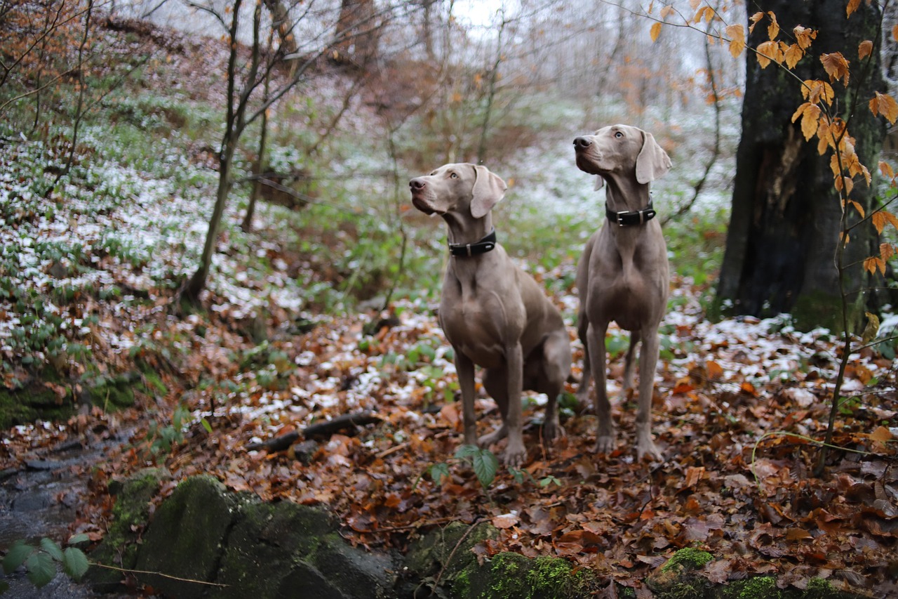 Weimaraner running outdoors