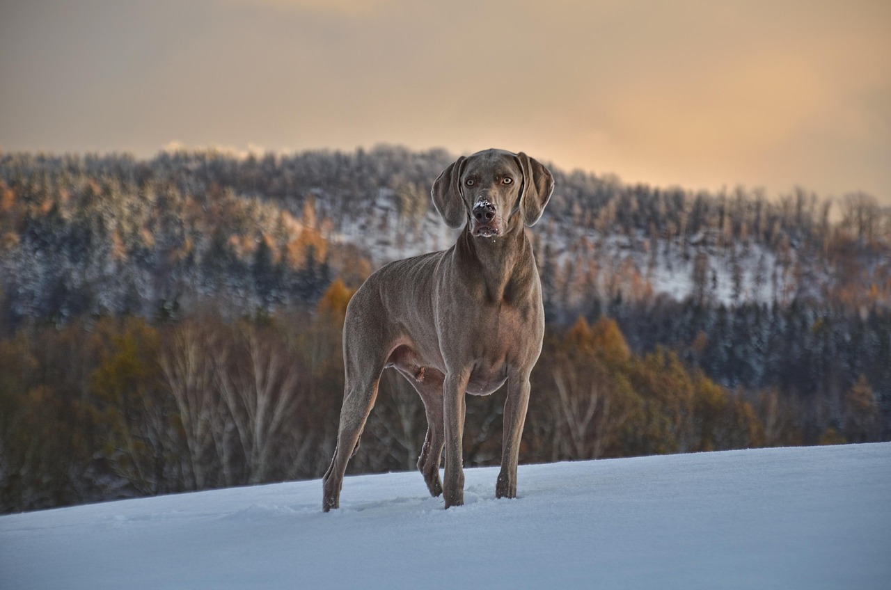 Weimaraner alert with ears up