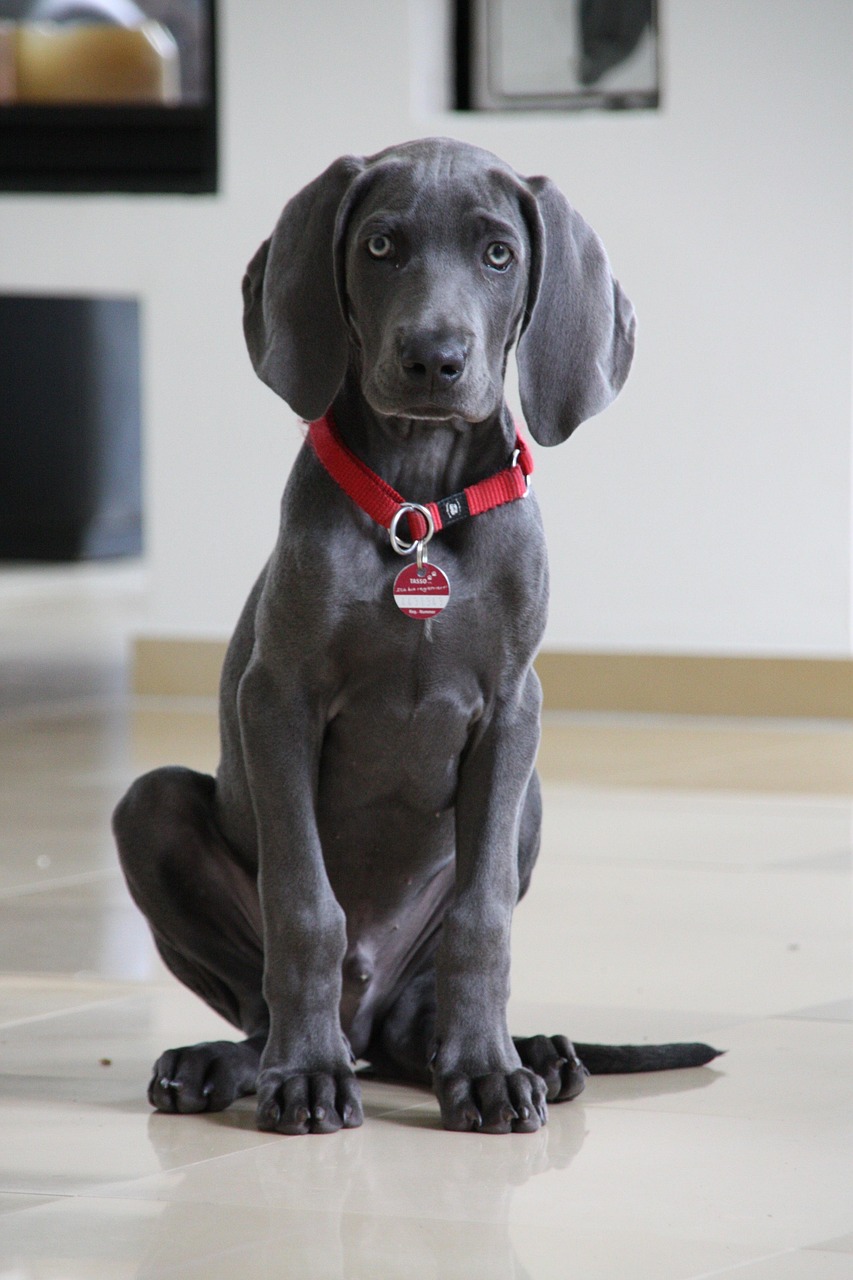 Weimaraner standing beside handler