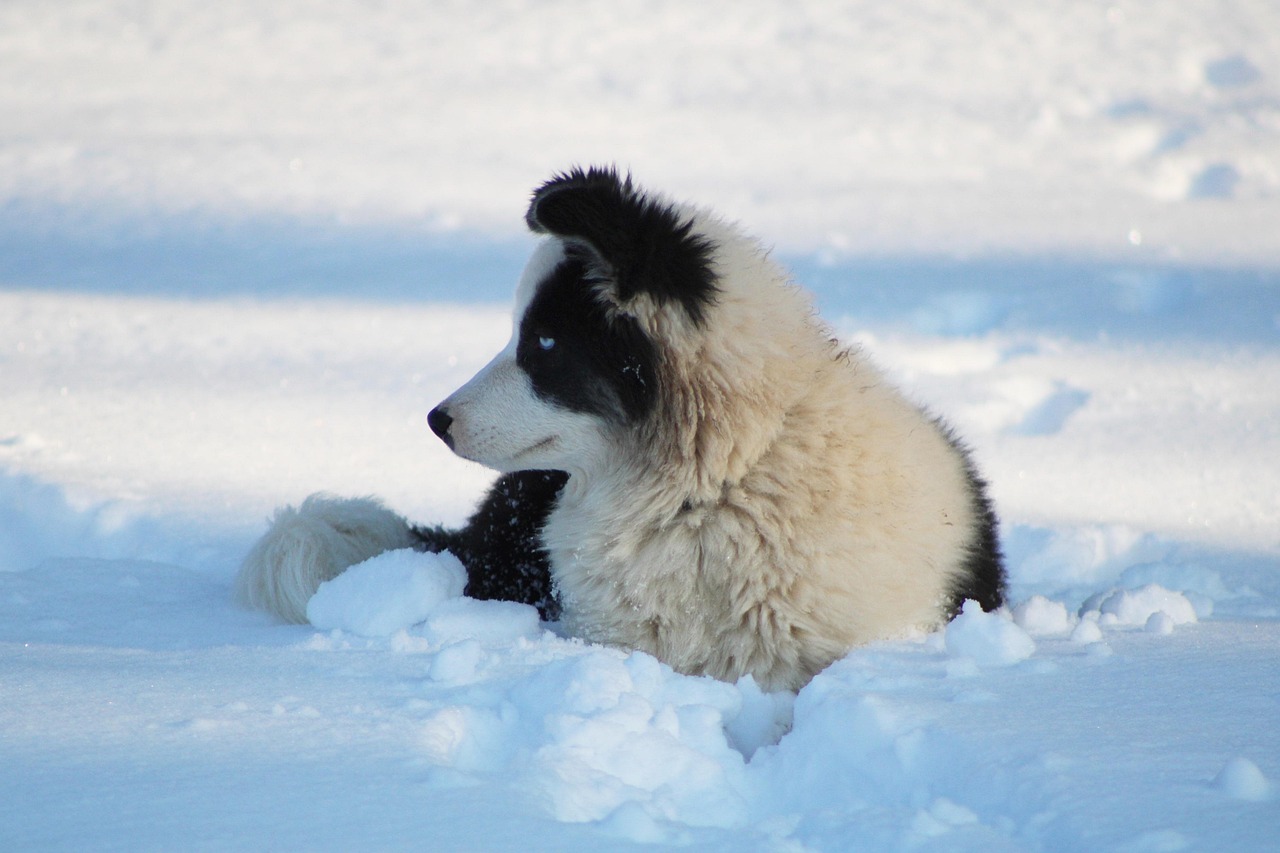 Yakutian Laika looking into the distance