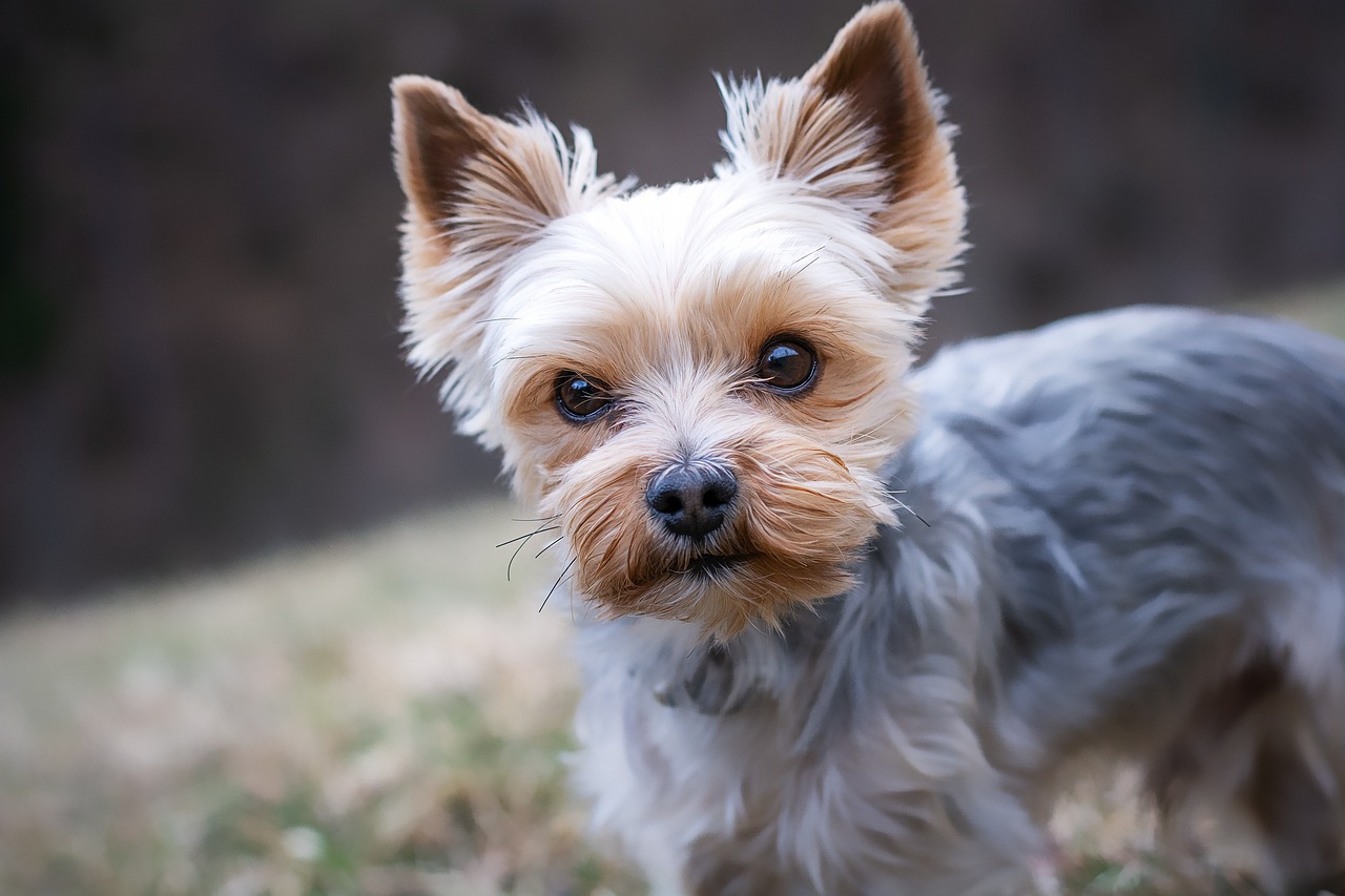 Yorkshire Terrier with long flowing coat