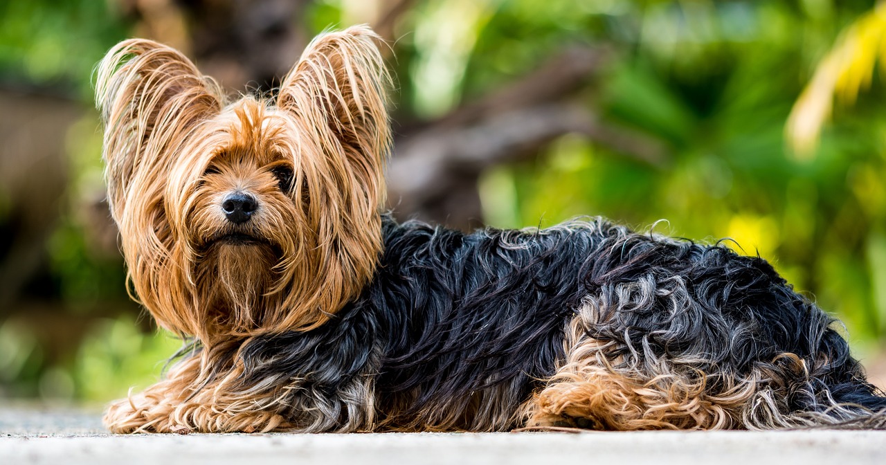Yorkshire Terrier puppy looking at the camera