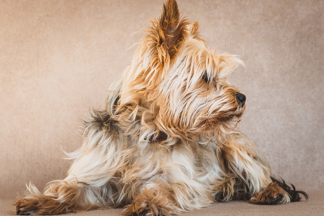 Yorkshire Terrier with bow in hair
