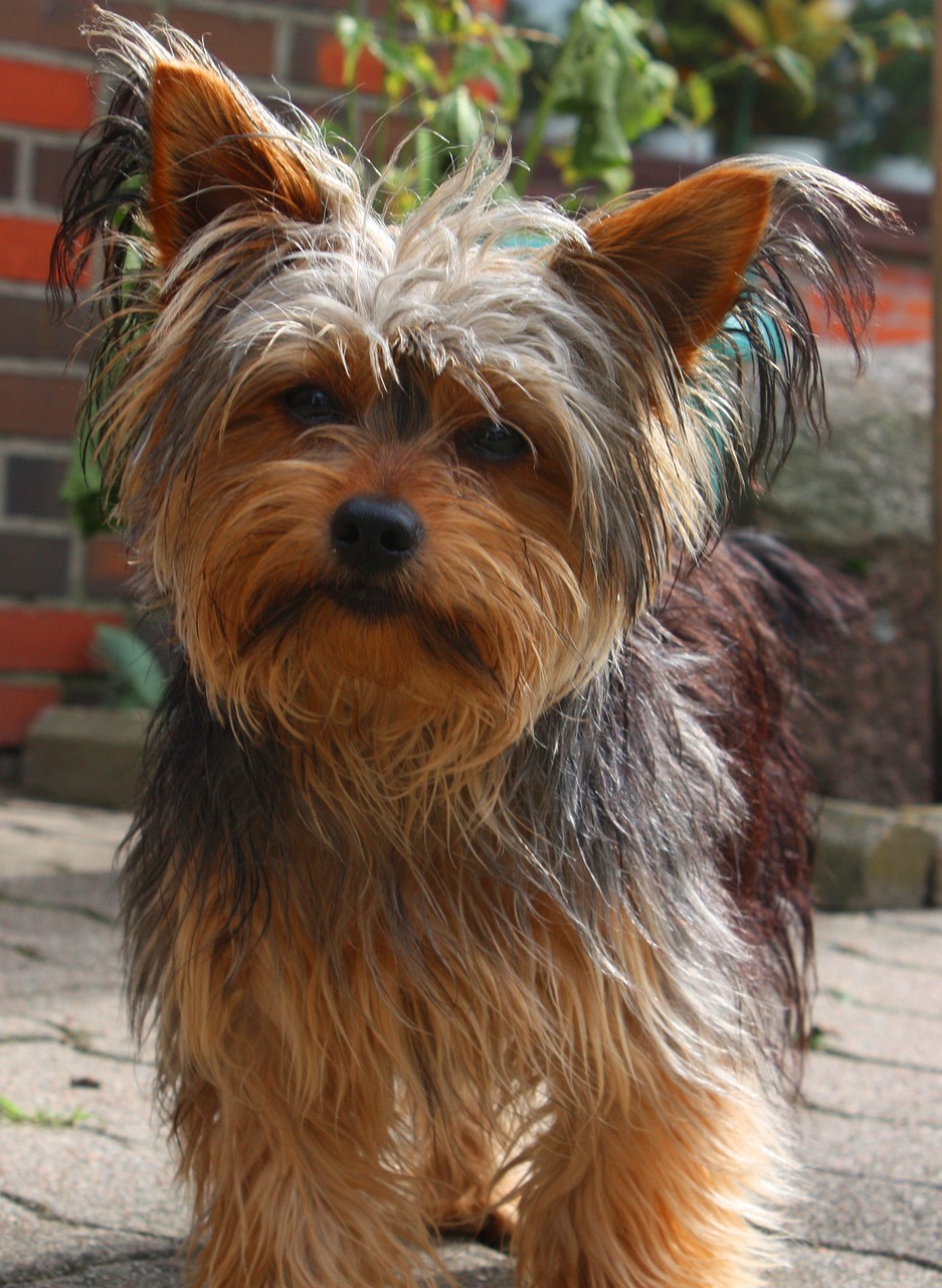 Yorkshire Terrier relaxing on a blanket