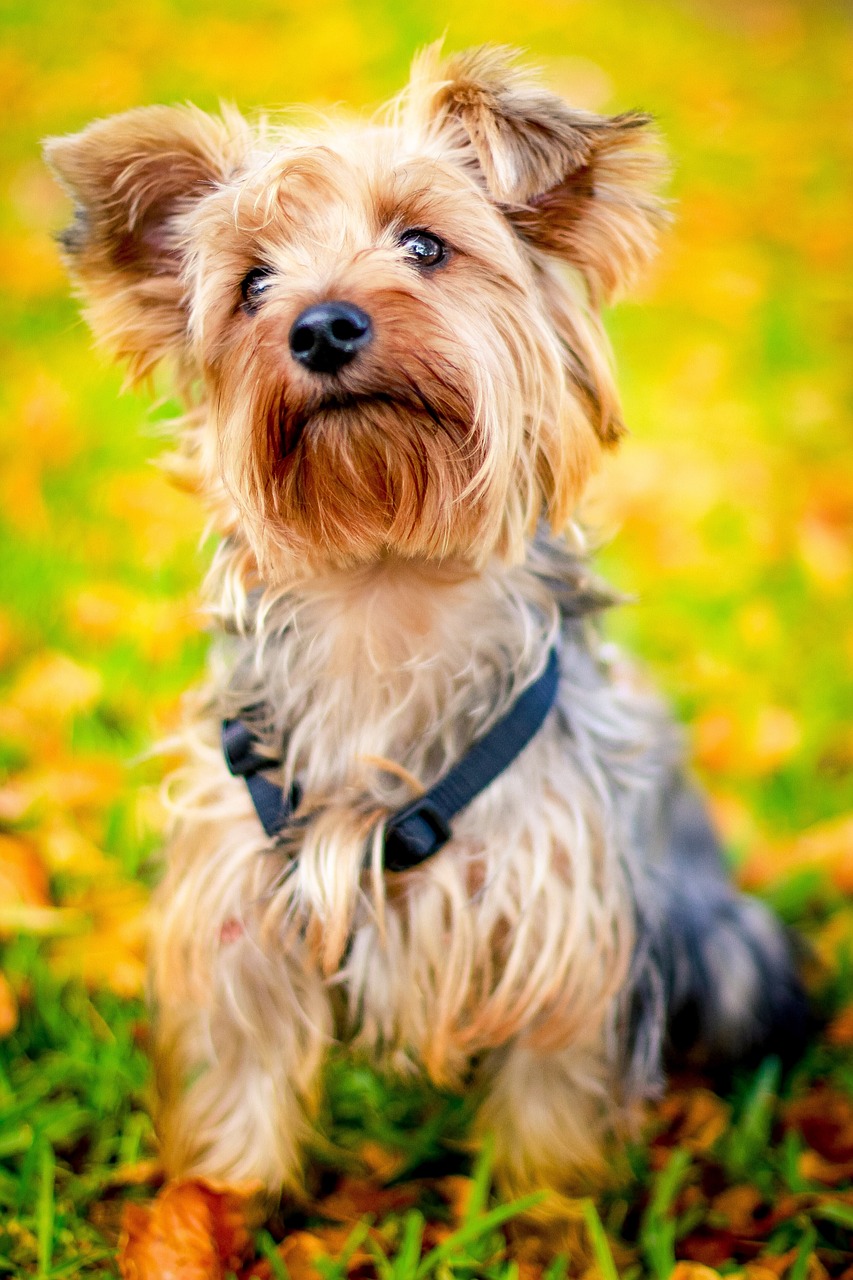 Yorkshire Terrier standing alert
